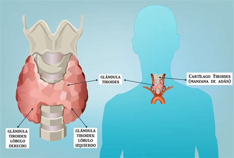 Diagrama de la glándula tiroides y su ubicación en el cuello