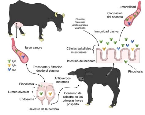 Esquema detallado que muestra la composición nutricional y los anticuerpos presentes en el calostro humano.