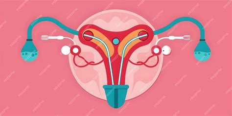 Ilustración del sistema reproductivo de una tigresa