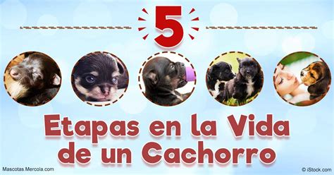 Gráfico del desarrollo de un cachorro de tigre desde el nacimiento hasta la independencia