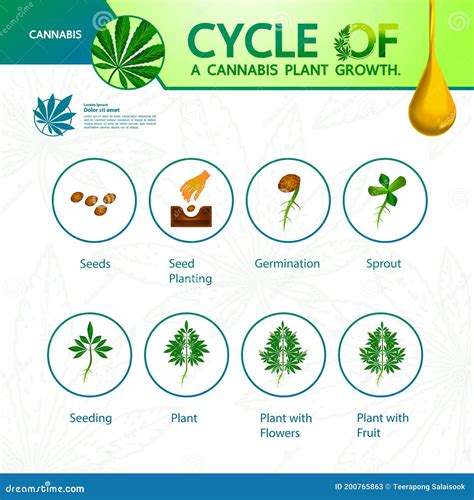 Infografía detallando las etapas del ciclo de vida del cannabis y las necesidades nutricionales en cada una.