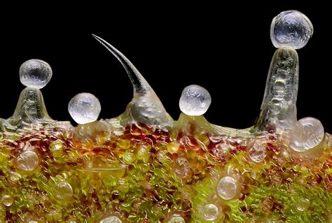 Microfotografía de tricomas de cannabis mostrando diferentes estados de madurez: transparentes, lechosos y ámbar.