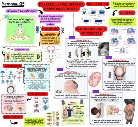 Esquema del desarrollo del sistema nervioso central y la influencia de las hormonas tiroideas