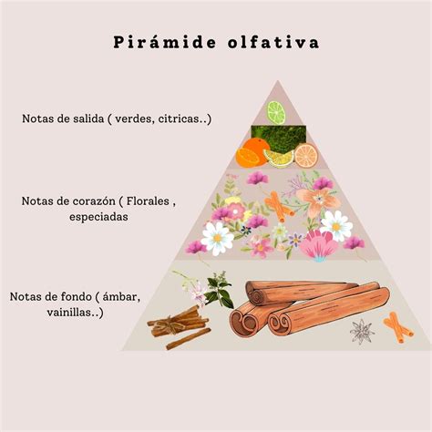 Esquema de las notas olfativas principales: cítricos, flores blancas y sándalo.