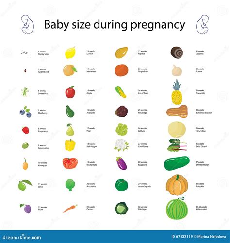 Infografía comparativa: evolución del tamaño del bebé semana a semana comparado con frutas y verduras
