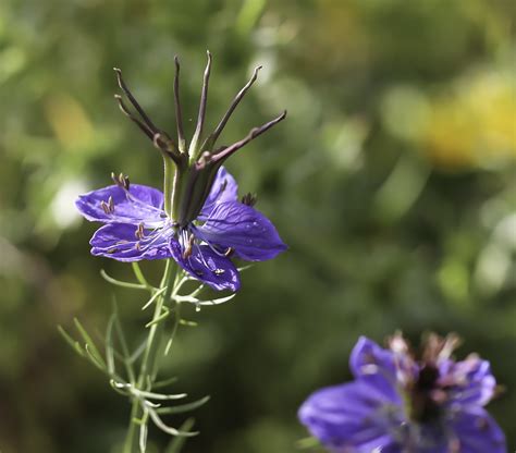 Fotografía detallada de la flor de Nigella papillosa subsp. papillosa