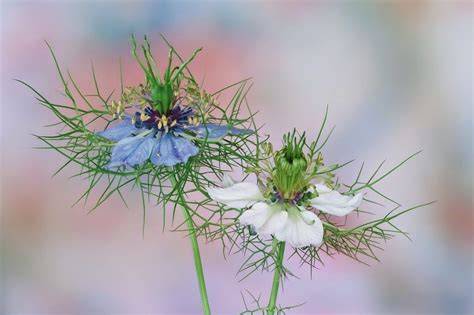 Comparación visual de las flores de Nigella damascena y Garidella nigellastrum