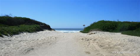 Vista de la playa de Torrão do Lameiro rodeada de pinos