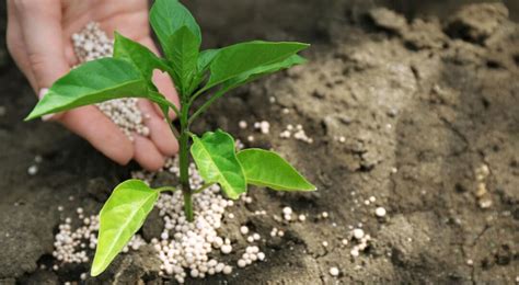 Envases de abonos y fertilizantes para plantas verdes
