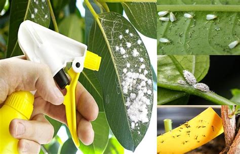 Esquema de plagas comunes en plantas de interior (cochinillas, pulgones, ácaros)