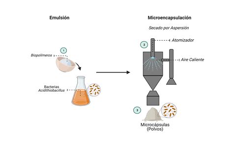 Esquema ilustrativo del proceso de encapsulación de placenta: deshidratación, triturado y envasado en cápsulas.