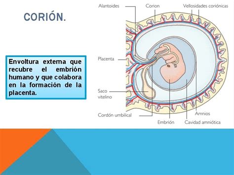 Esquema anatómico que muestra la posición del corion respecto al embrión y las membranas extraembrionarias.