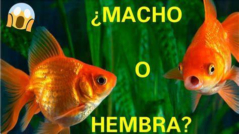 Esquema de las diferencias de tamaño entre machos y hembras de pez Molly