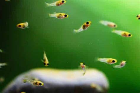 Alevines de pez Molly en un acuario de cría