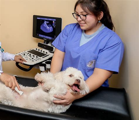 Equipo de ecografía veterinaria y sonda