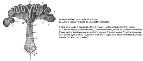 Esquema de las estructuras uterinas de una cerda