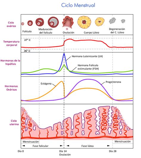 Esquema del ciclo menstrual mostrando los picos de las hormonas FSH, LH, estrógenos y progesterona durante la ovulación.