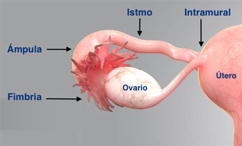 Esquema anatómico de las trompas de Falopio mostrando sus cuatro segmentos: intersticial, istmo, ampolla e infundíbulo con fimbrias.