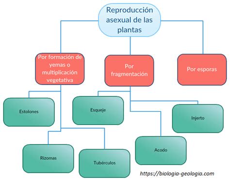 Esquema de las principales formas de reproducción asexual en plantas
