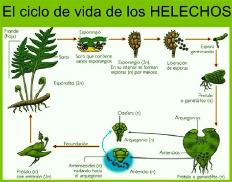 Ilustración del ciclo de vida de un helecho con esporulación