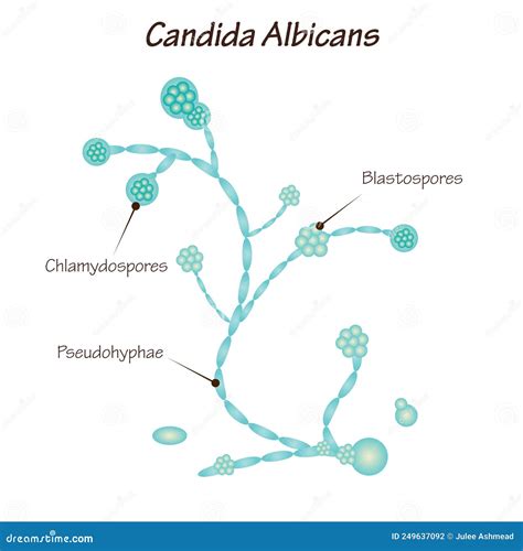 Representación gráfica del ciclo de vida del hongo Candida albicans.