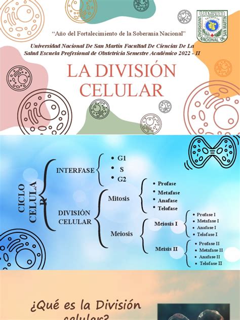 Ilustración esquemática de la división celular embrionaria y los puntos críticos donde puede ocurrir una detención.