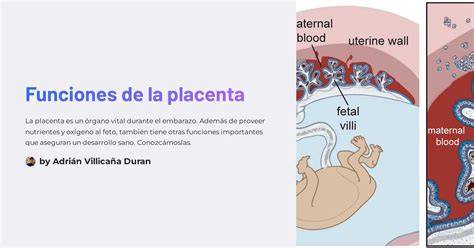Esquema explicativo del paso de sustancias a través de la placenta hacia el feto durante la gestación.