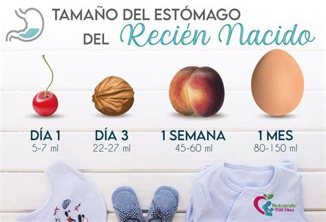 Infografía: comparación del tamaño del estómago del recién nacido (avellana, nuez)