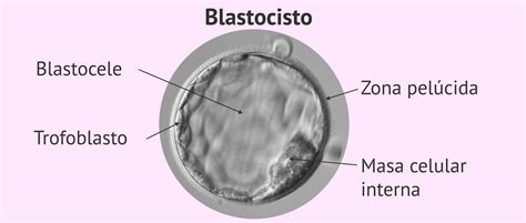 Esquema detallado de la estructura de un blastocisto humano con todas sus partes etiquetadas (zona pelúcida, trofoblasto, masa celular interna, blastocele)