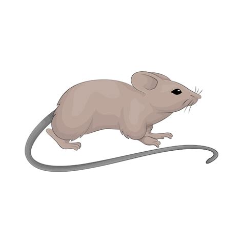 Ilustración de un ratón quimera con áreas de diferentes orígenes genéticos para explicar su uso en investigación