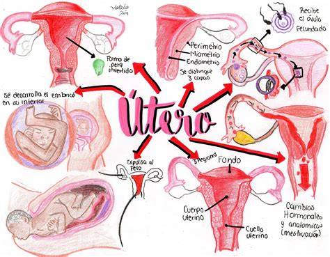 Esquema de la anatomía del útero y el feto con líquido amniótico