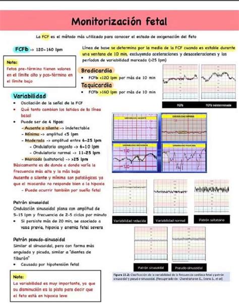 Diagrama de la modulación de la frecuencia cardíaca fetal por los sistemas nerviosos