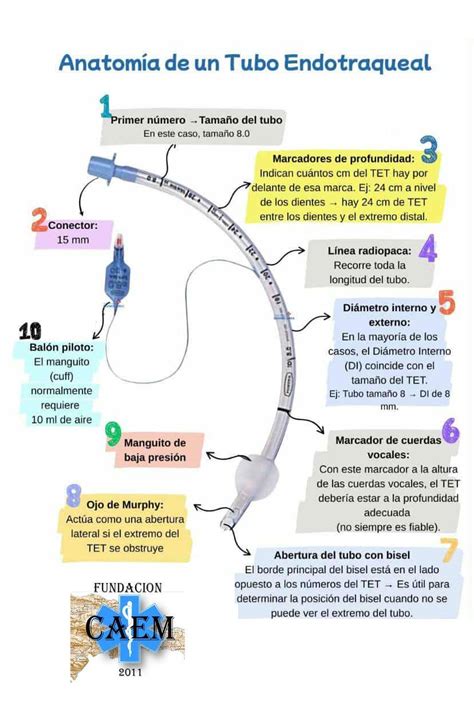 Diagrama de las posibles malas posiciones del tubo endotraqueal y sus consecuencias
