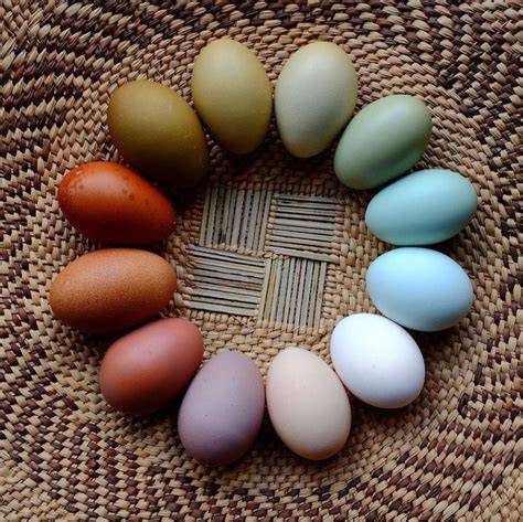 Variedad de huevos de gallina de diferentes razas y colores
