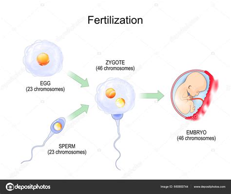Ilustración esquemática de la fecundación: unión de un óvulo y un espermatozoide para formar un cigoto.