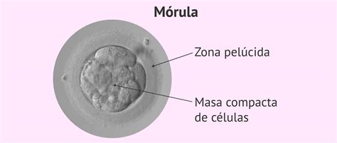Microfotografía de una mórula embrionaria, mostrando su aspecto compacto y redondeado.