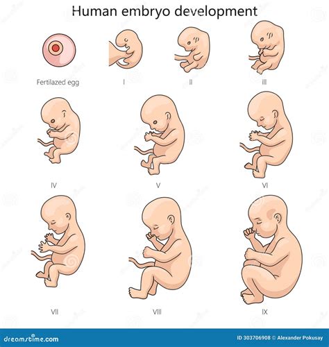 Ilustración mostrando el desarrollo fetal, con énfasis en la proporción de la cabeza y la formación de órganos.