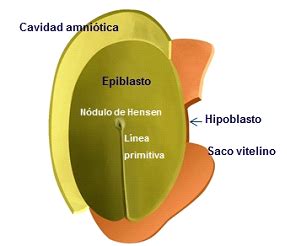 Esquema detallado de la gastrulación con la línea primitiva, nódulo de Hensen y formación de las tres capas germinales