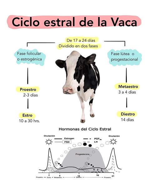 Esquema: Ciclo estral bovino y momento óptimo para la inseminación artificial