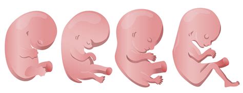Ecografía fetal mostrando el desarrollo de las extremidades y rasgos faciales alrededor de la semana 18.