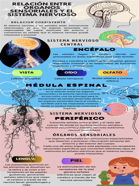 Infografía detallada sobre el desarrollo del sistema nervioso y cardiaco del feto.