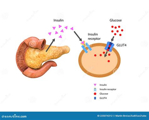 Representación gráfica de cómo actúa la insulina para regular los niveles de glucosa en sangre.