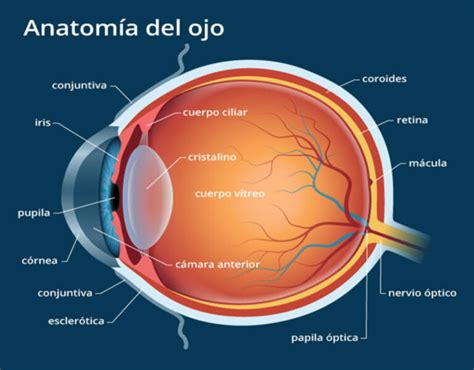 Esquema de las estructuras del ojo en desarrollo