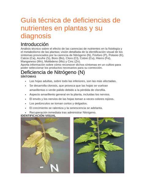 Infografía de síntomas de deficiencias nutricionales en hojas de tomate