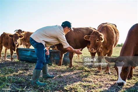 Un ganadero monitorizando un grupo de vacas