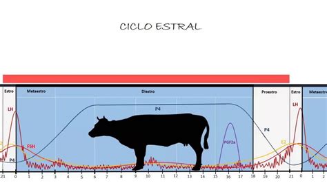 Gráfico del ciclo estral de la vaca y las variaciones hormonales