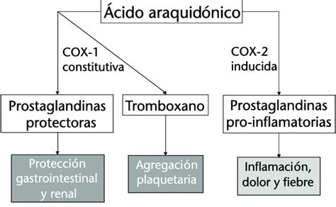 Diagrama del metabolismo del ácido araquidónico y las vías COX-1 y COX-2