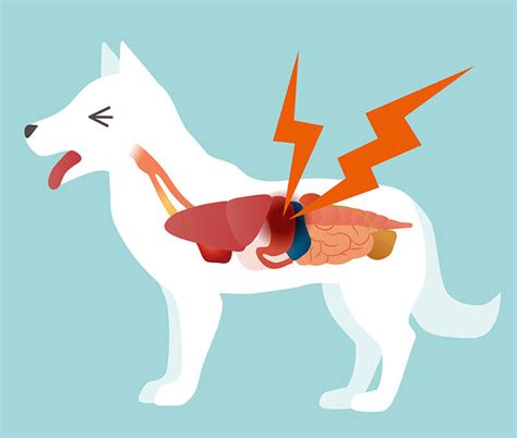 Ilustración de efectos secundarios gastrointestinales en perros (úlcera gástrica)