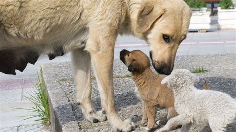 Perras lactantes con cachorros en un entorno seguro