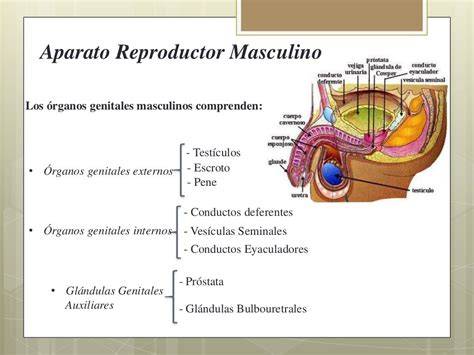 Esquema del aparato reproductor masculino destacando las glándulas de Cowper y la uretra
